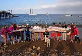oarfish offer chance to study an