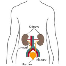 The location of the kidneys. Your Kidneys How They Work Niddk