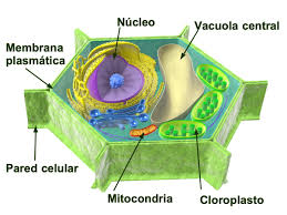 la célula vegetal partes y estructura