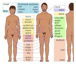 This article looks at female body parts and their functions, and it provides an interactive diagram. Body Simple English Wikipedia The Free Encyclopedia
