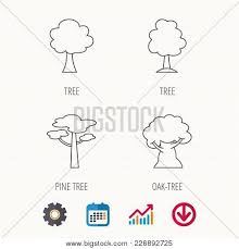 Pine Tree Oak Tree Vector Photo Free Trial Bigstock