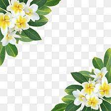 plumeria png vector psd and clipart