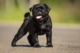 how much do pugs cost pug s