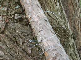 how to make a squirrel snare trap