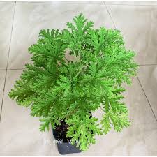 I recently took care of a citronella plant of my friend while she underwent hip replacement. Citronella Mosquito Plant Seeds Shopee Philippines