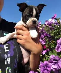 Maybe you would like to learn more about one of these? Boston Terrier Puppies For Sale Charlotte Nc 294942
