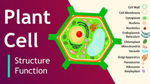 plant cell structure and function