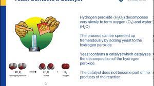 a catalyst and the rate of reaction