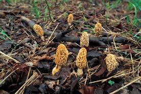 When And Where To Find Morel Mushrooms gambar png
