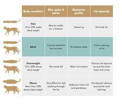 Cat Body Condition Chart Cooinda Cat Resort