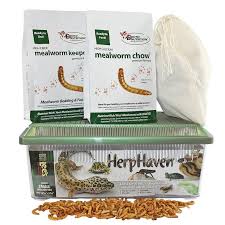 mealworm breeder kit raise live feeder