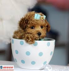 teacup poodle có nên chọn nuôi teacup