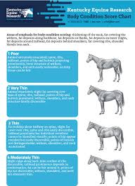 pregnant and lactating mare