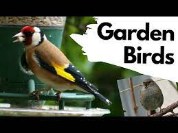 how to identify common garden birds