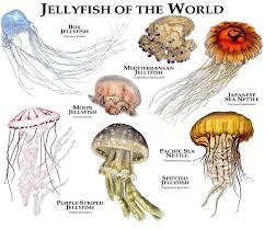 Jellyfish Of The World Poster Print Jellyfish Sea Life