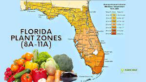 florida plant zones with 7 tips to