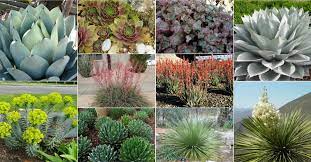10 Cold Hardy Succulents World Of