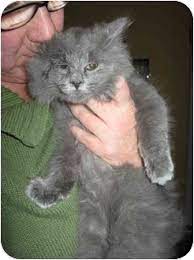Mixed maine coon kittens for sale. Cincinnati Oh Maine Coon Meet Soot Maine Persian Mix A Pet For Adoption