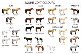Equine Coat Colours Horse Color Chart Horses Horse Markings