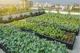 Best Rooftop Farming Course In India