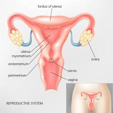 Image result for vagina