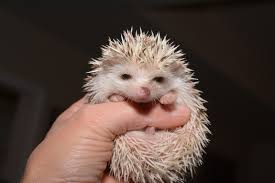 Hedgehog for sale hq via tyson marketing solutions. Kelly S Quills Hedgehogs