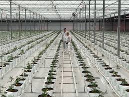 Canopy growth is publicly traded on the tsx and a leading diversified producer of medical cannabis through its wholly owned subsidiaries tweed, bedrocan canada, and tweed farms. Cannabis Grower Canopy Growth Partners On Clinical Research On Retired Nhl Players Pique Newsmagazine