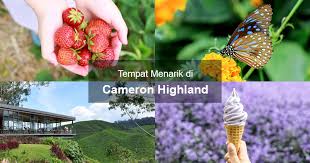 Kebun teh adalah antara tempat yang paling sinonim. Tempat Menarik Di Cameron Highland Findbulous Travel