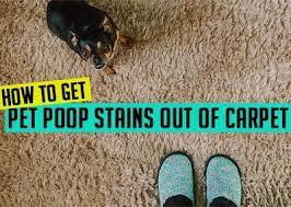 how to get pet stains out of carpet