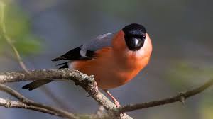 In einem blitzblanken garten gehen vögel aber nicht auf insektenfang. Unsere Gartenvogel Alle Vogel Sind Schon Da Und Bei Uns Zu Sehen Br Wissen
