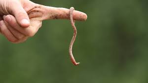 how to get rid of worms greg mohr