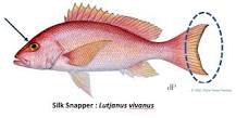 Is Vermilion the same as red snapper?