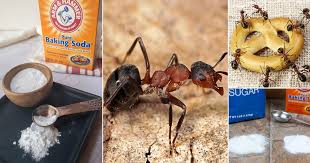 does baking soda kill ants ants vs