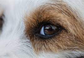 the ultimate dog eye infection guide