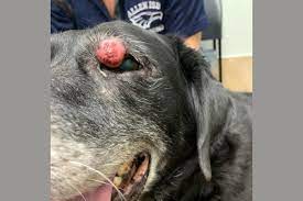 dog eyelid tumors types and treatments