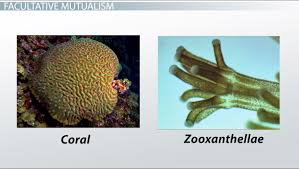 Bacteria Relationships   Bacteria and Humans io    Gizmodo There are three types of symbiosis we will discover 