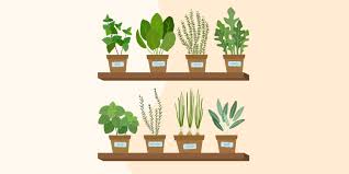 12 ideas for growing vegetables indoors