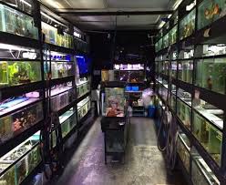 Considerations to know about pet fish shops near me. Pet Store Fish Retailer Honolulu Hi