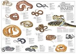 Image Result For Australian Snakes Identification Chart