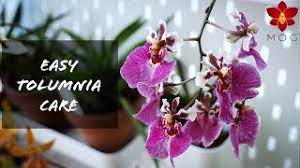 how to care for tolumnia orchids easy