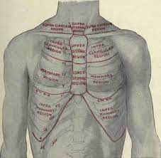 Male internal anatomy of chest and abdominal area on black. Chest Area Anatomy Anatomy Drawing Diagram