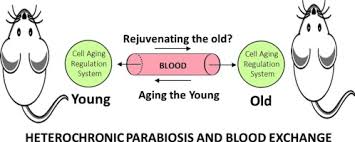 whole organism aging parabiosis