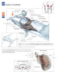Chest muscles, chest muscle diagram. 14 Training Anatomy Chest Ideas Chest Workouts Chest Workout Bodybuilding Workouts