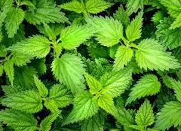stinging nettle nutrition facts