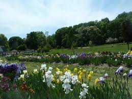 picture of presby iris gardens upper