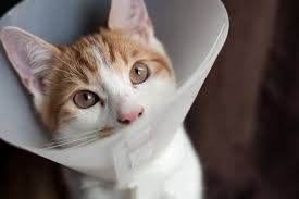 Spaying prevents unwanted pregnancy and discontinues the traditional spay procedure is performed through a small incision near the belly button.some veterinarians have access to laparoscopic surgical. The Benefits Of Neutering A Cat And Why You Should