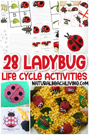 30 ladybug life cycle activities and