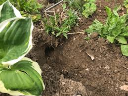 Mäuse gehören zu den ungebetenen gästen im haus und im garten. Wie Vertreibt Man Die Mause Rasch Wieder Aus Dem Garten