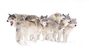 What Is A Wolf Pack Mentality Howstuffworks