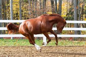 Its All In The Genes Horse Traits And Heritability The Horse